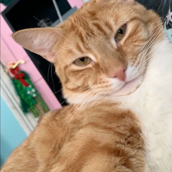 Please Read description🐾💙💚 - Picture 6 of 13